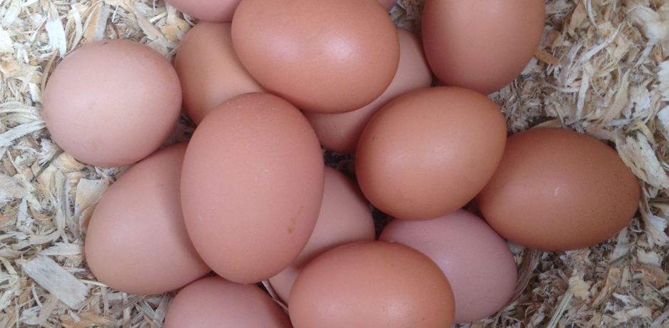 Put your eggs in the damn fridge. And not for the reason everyone says.