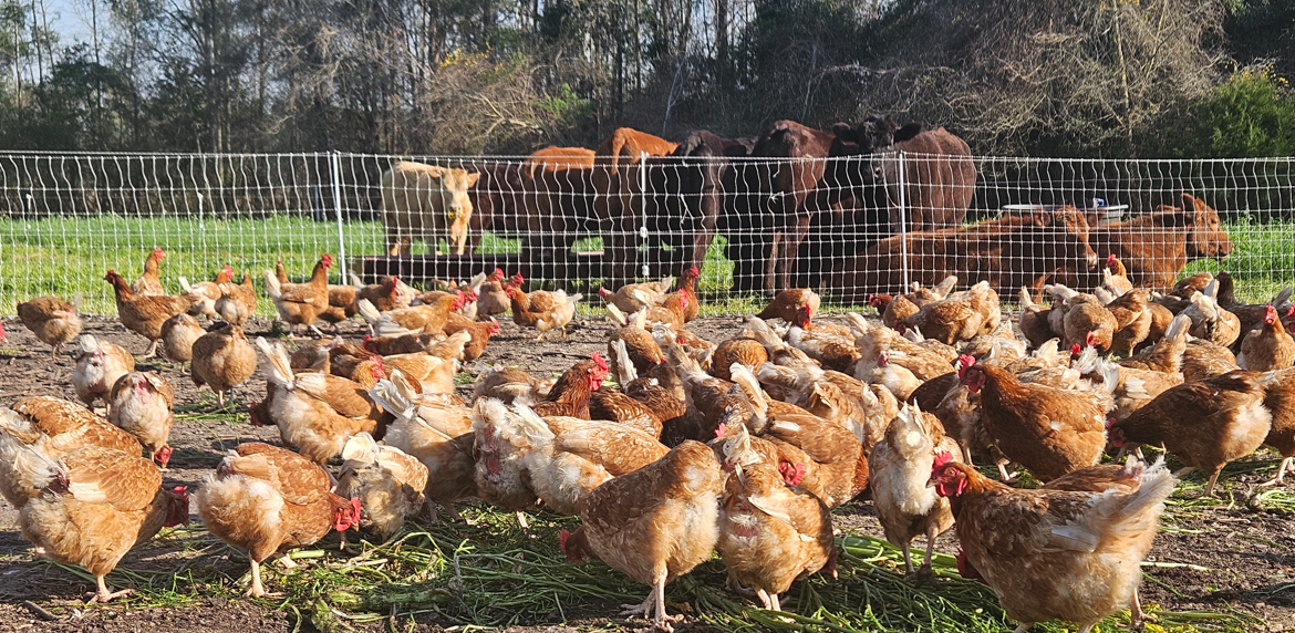 What does "pasture raised" mean? Nothing. Go look at the damn hens with your own eyes.