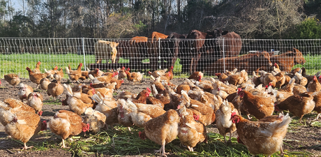 What does "pasture raised" mean? Nothing. Go look at the damn hens with your own eyes.