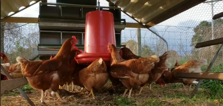 What do your hens eat? The question nobody asks about the bird.