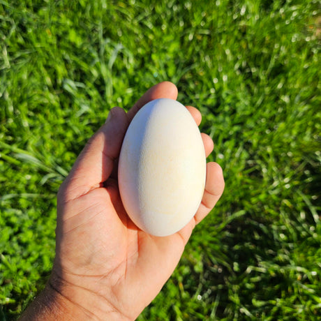 Large white goose egg held in hand against green pasture grass — Wishbone Heritage Farms, South Carolina