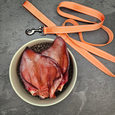 Pasture-raised whole raw pig ears for dogs in a dog bowl with kibble and an orange leash — Wishbone Heritage Farms, Saint George, SC